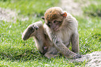 sitting Barbary Ape