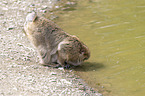 standing Barbary Ape