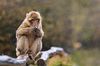 Barbary Ape