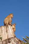 Barbary Apes