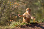 Barbary Ape