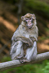 barbary ape