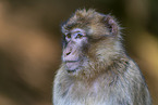 barbary ape