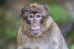 barbary ape