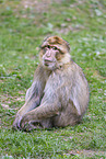 barbary ape