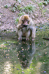 barbary ape
