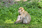 barbary ape