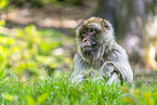 barbary ape