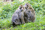 barbary apes