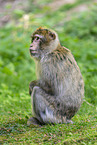 barbary ape