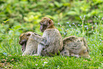 barbary apes