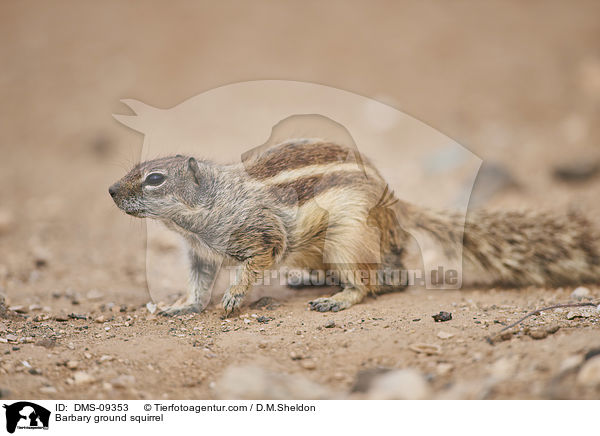 Atlashrnchen / Barbary ground squirrel / DMS-09353