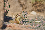 Barbary ground squirrel
