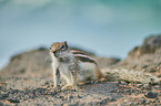 Barbary ground squirrel