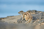 Barbary ground squirrel