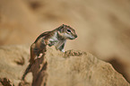 Barbary ground squirrel