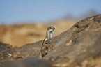 Barbary ground squirrel