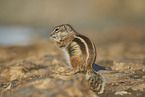 Barbary ground squirrel