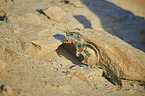 Barbary ground squirrel