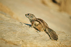 Barbary ground squirrel