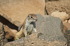 Barbary ground squirrel