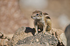 Barbary ground squirrel