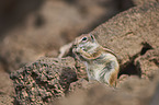 Barbary ground squirrel