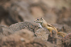 Barbary ground squirrel