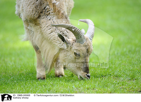 Mhnenspringer / barbary sheep / DMS-06966