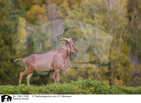 Barbary sheep / PW-11595