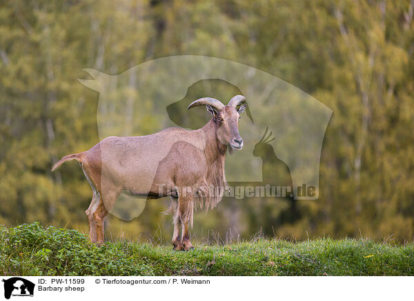 Mhnenspringer / Barbary sheep / PW-11599