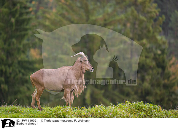 Barbary sheep / PW-11602