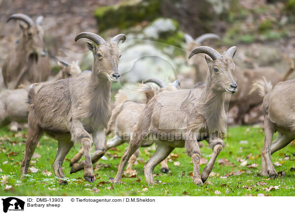 Mhnenspringer / Barbary sheep / DMS-13903