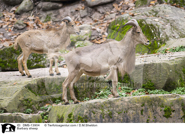 Mhnenspringer / Barbary sheep / DMS-13904
