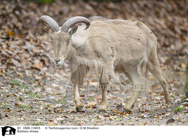 Mhnenspringer / Barbary sheep / DMS-13905