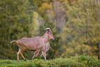 Barbary sheep
