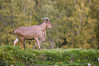Barbary sheep