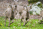 Barbary sheep