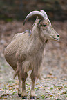 Barbary sheep