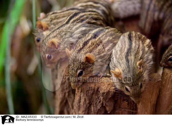Barbary lemniscomys / MAZ-05333