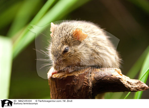 Barbary lemniscomys / MAZ-05334