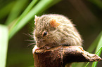 Barbary lemniscomys