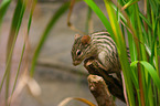 Barbary lemniscomys