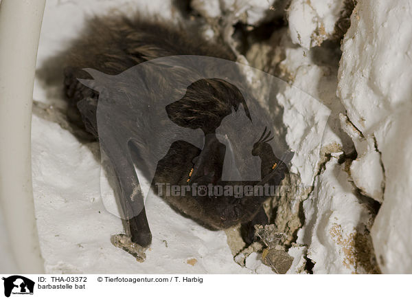 barbastelle bat / THA-03372
