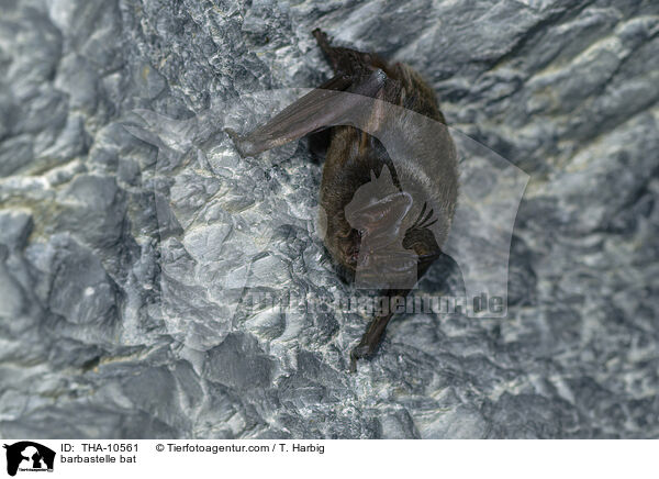 barbastelle bat / THA-10561