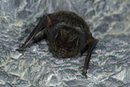barbastelle bat