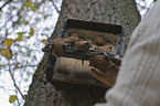 bats in hideout