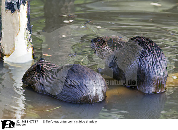 beaver / MBS-07787