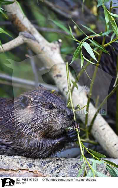 Biber / beaver / MBS-07798