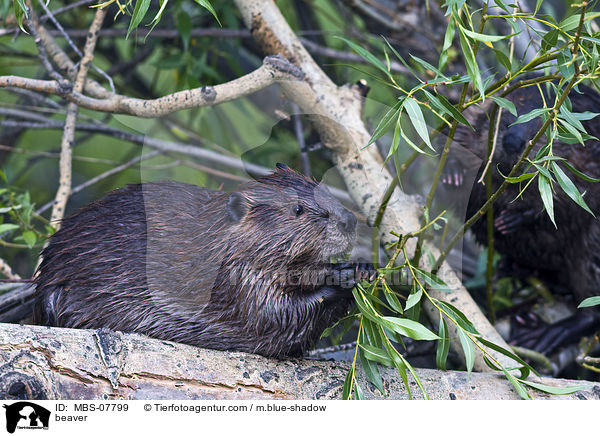 Biber / beaver / MBS-07799